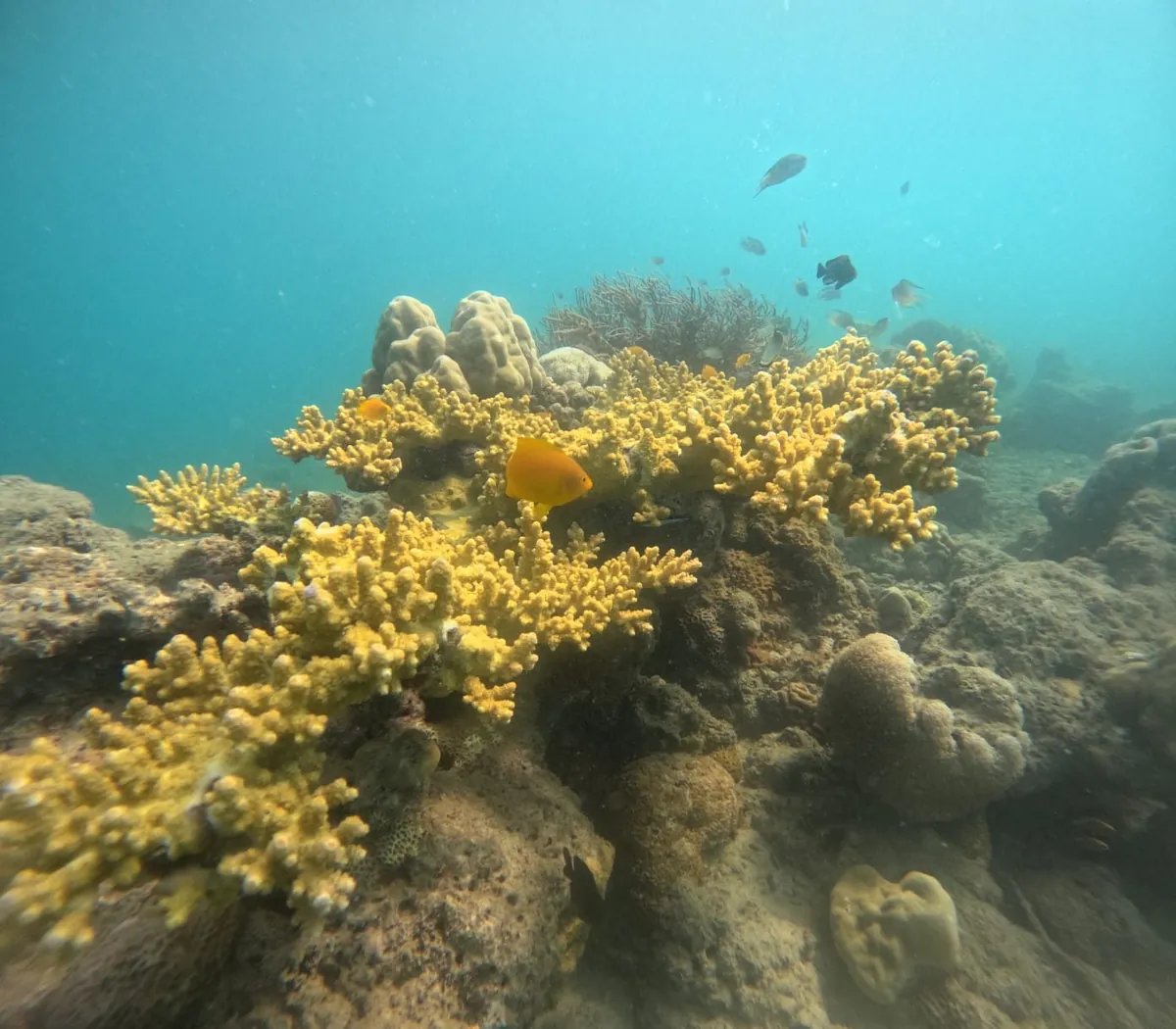 20-Min Taster Dive — Tribe Gate, Havelock