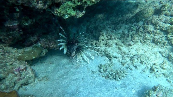 40-Min Adventure Dive — Tribe Gate, Havelock