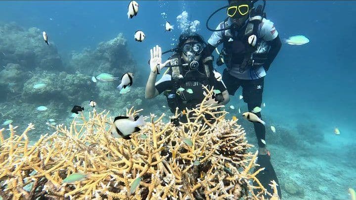 50-Min Signature Dive — Red Pillar, Havelock