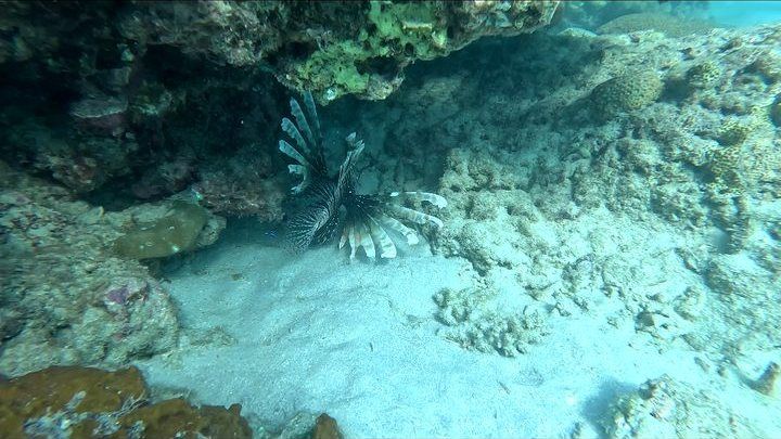 A lionfish shelters under a rocky ledge, its fan-like spiny fins spread wide