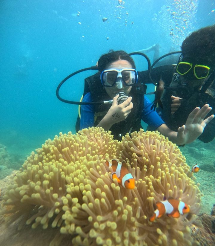 Two clownfish dart through a golden anemone as divers look on close behind