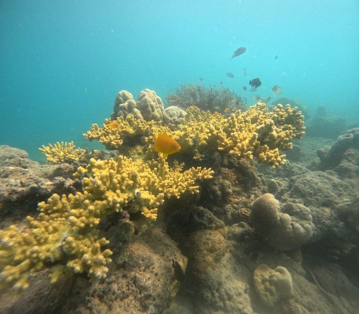 A golden staghorn coral colony spreads across the reef with fish drifting above