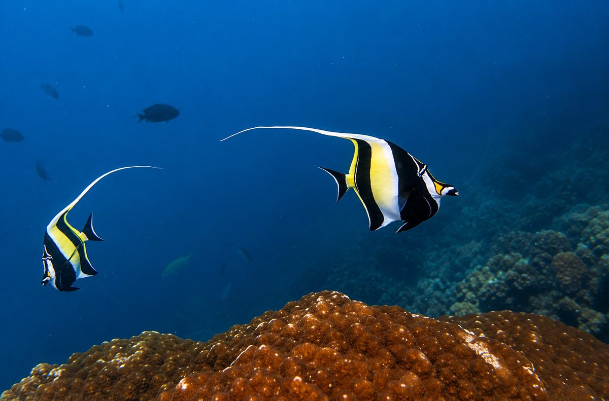 A pair of moorish idols glide above a coral mound in the clear blue water off Havelock