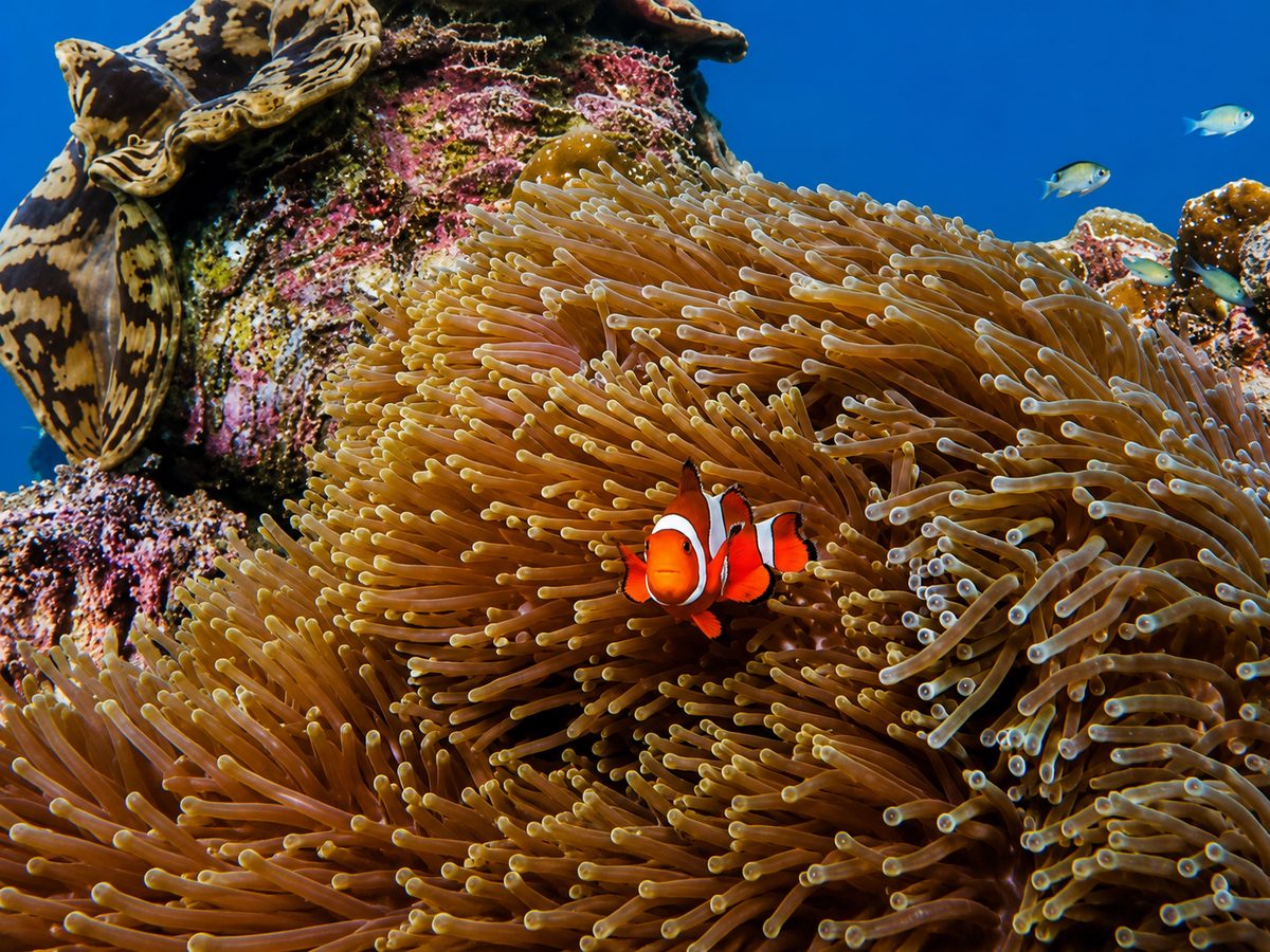 A clownfish shelters in a pink anemone at Tribe Gate reef, Havelock, a turtle resting on the coral behind