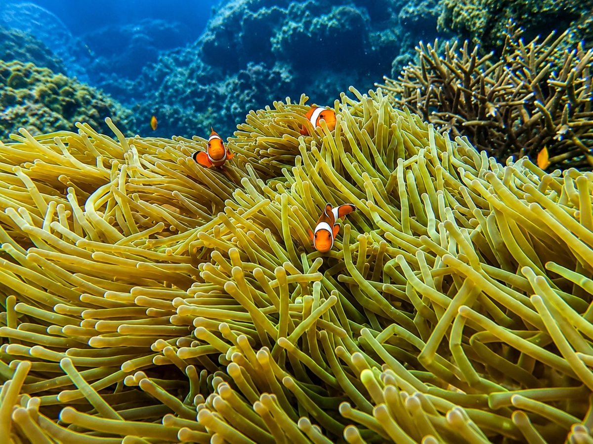 Two clownfish peek through a swaying golden anemone above the shallow coral reef at Havelock