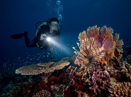 Night Dive — Havelock